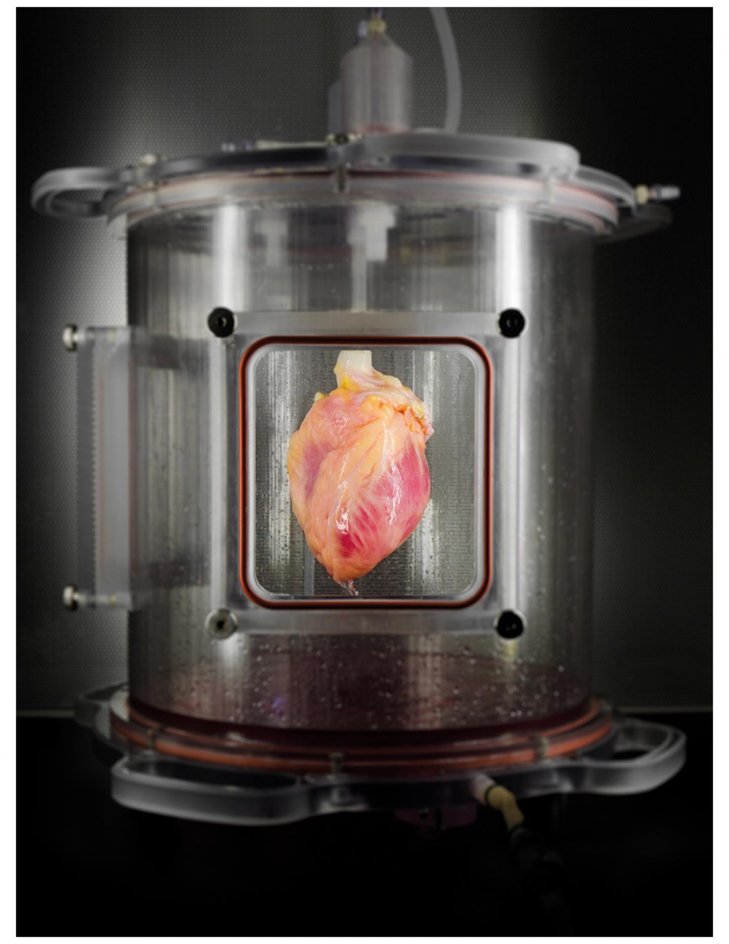 heart bioreactor.jpg